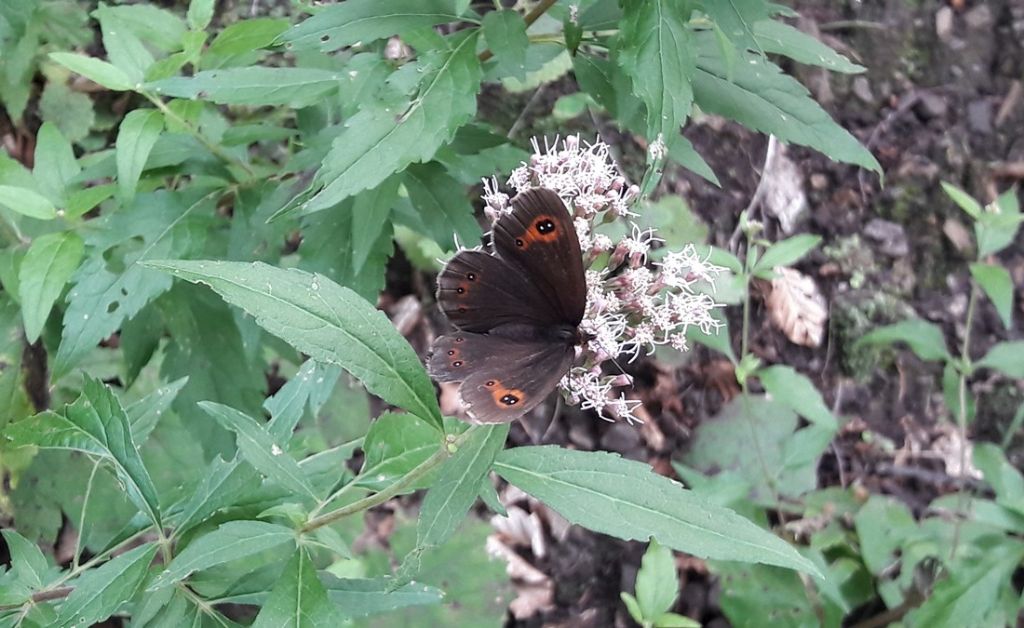 Erebia aethiops?  S !